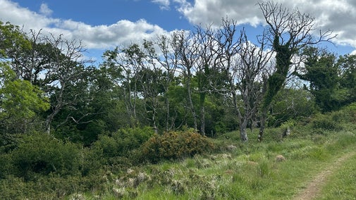 Row of diseased ash trees in a woodland, all losing their leaves at the crown.
